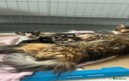 Mixed Breed cats for sale: Mainecoon/Bengal X kittens - Image 16