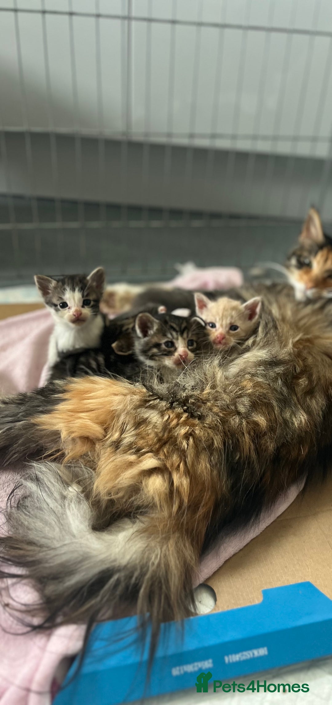 Mixed Breed cats for sale: Mainecoon/Bengal X kittens - Image 16
