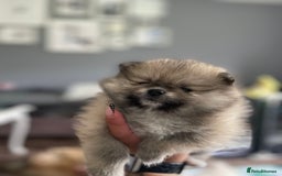 Pomeranian dogs for sale: Pomeranian Puppies – Ready Soon  - Image 6