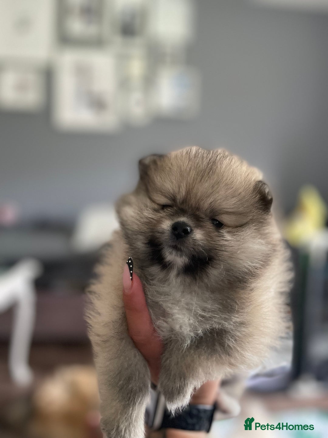 Pomeranian dogs for sale: Pomeranian Puppies – Ready Soon  - Image 6