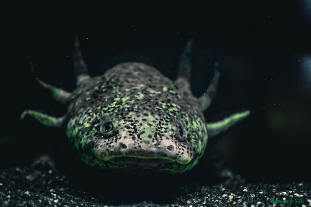 Axolotl reptiles for sale: A pair of male axolotl  - Advert 4