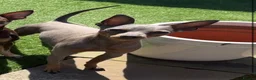 Miniature Pinscher dogs for sale: Miniature Pinschers, Chocolates - Advert 14