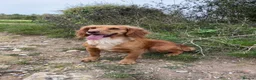 Cocker Spaniel dogs for sale: KC Registered Working Cocker Spaniel Puppies in Thetford - Advert 7