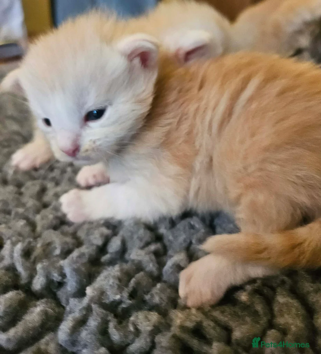 Maine Coon cats for sale: XXL Exceptional Pedigree Kittens Russian line - Advert 7