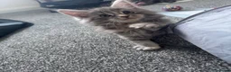 Maine Coon cats for sale: Pure mainecoon kittens DNA health tested parents.  - Advert 28