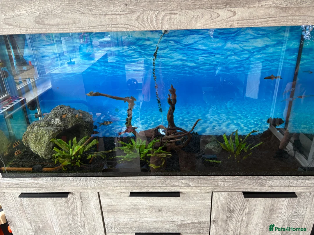 Loaches fish for sale: Whole fish tank setup for sale  - Advert 2