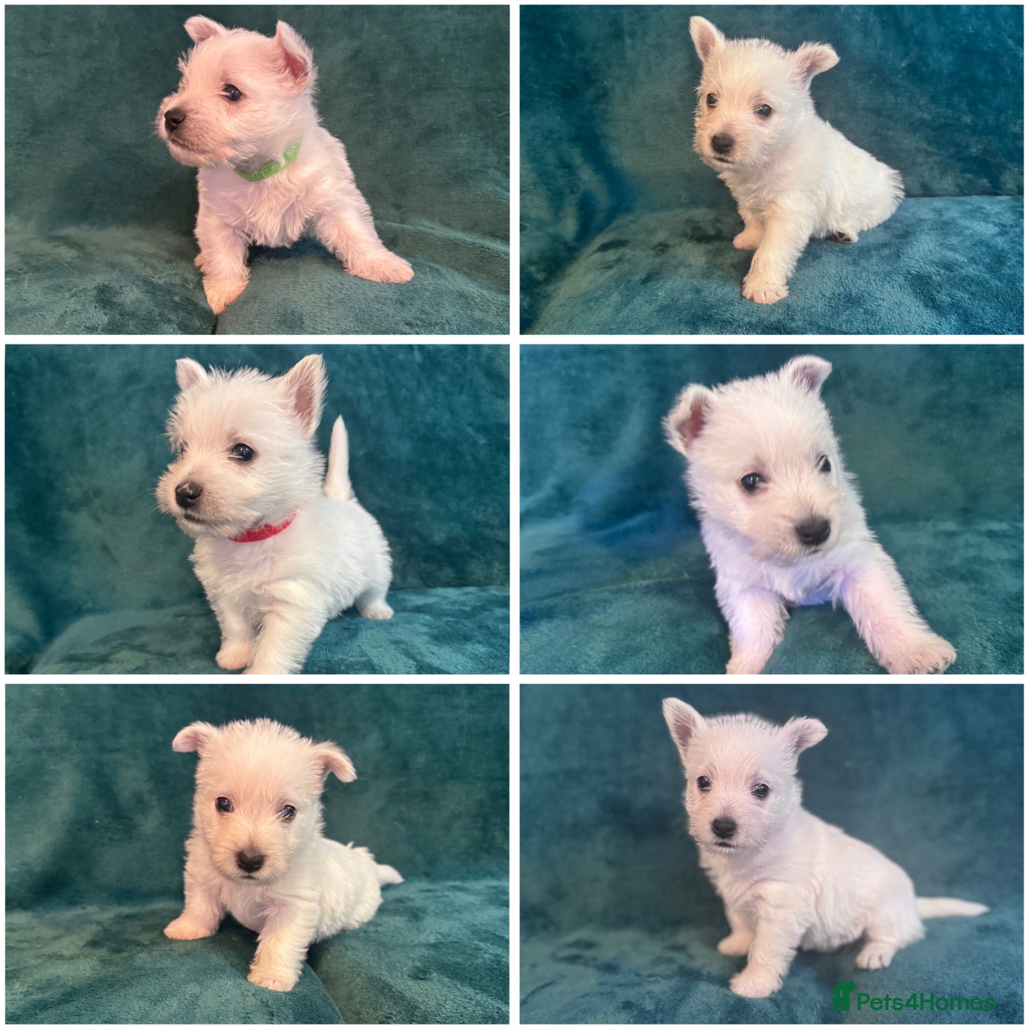 West Highland Terrier dogs 7 Wonderful Westie Pups - Advert 1
