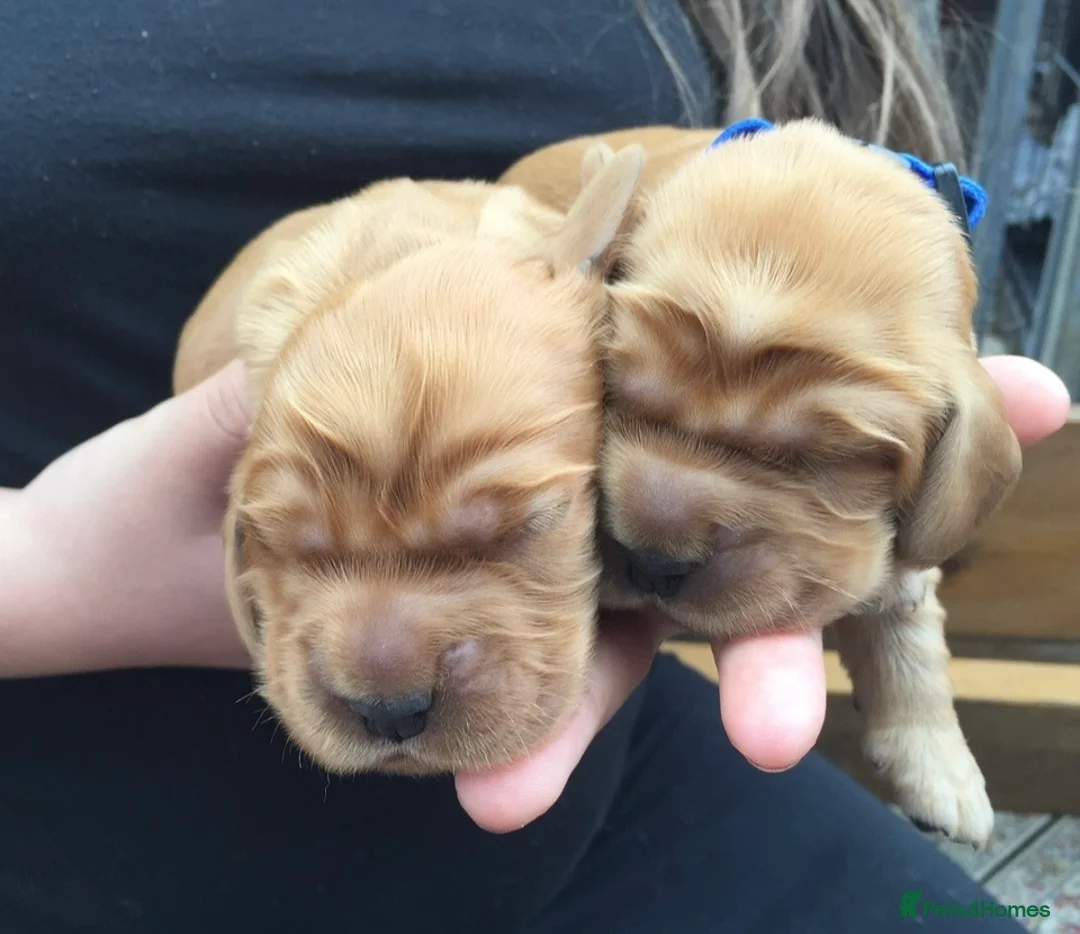 Cocker Spaniel dogs for stud: KC health tested show cocker spaniel in Swansea - Advert 7