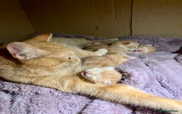 Domestic Shorthair cats for sale: Ginger kittens  - Image 5
