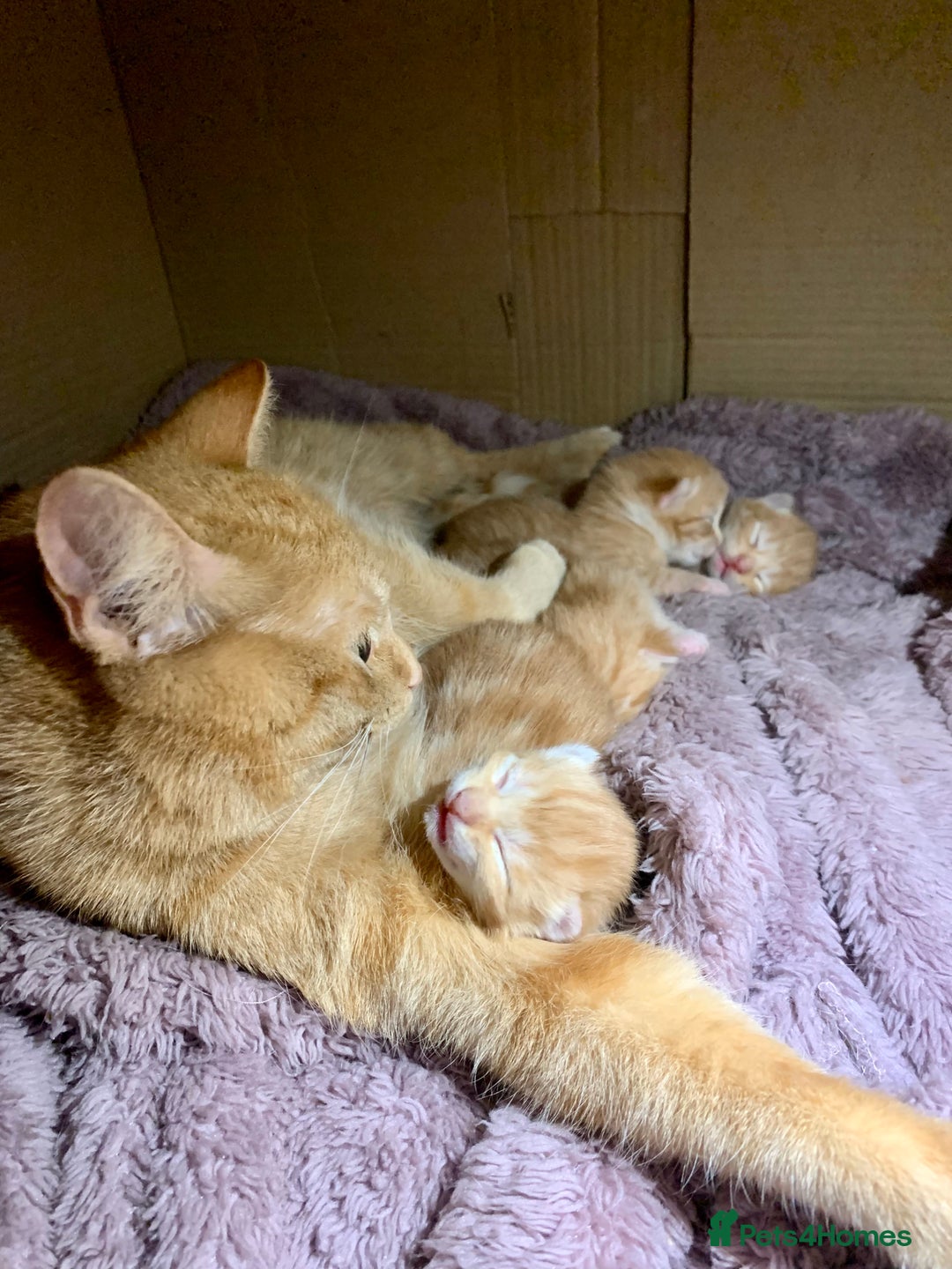 Domestic Shorthair cats for sale: Ginger kittens  - Image 5