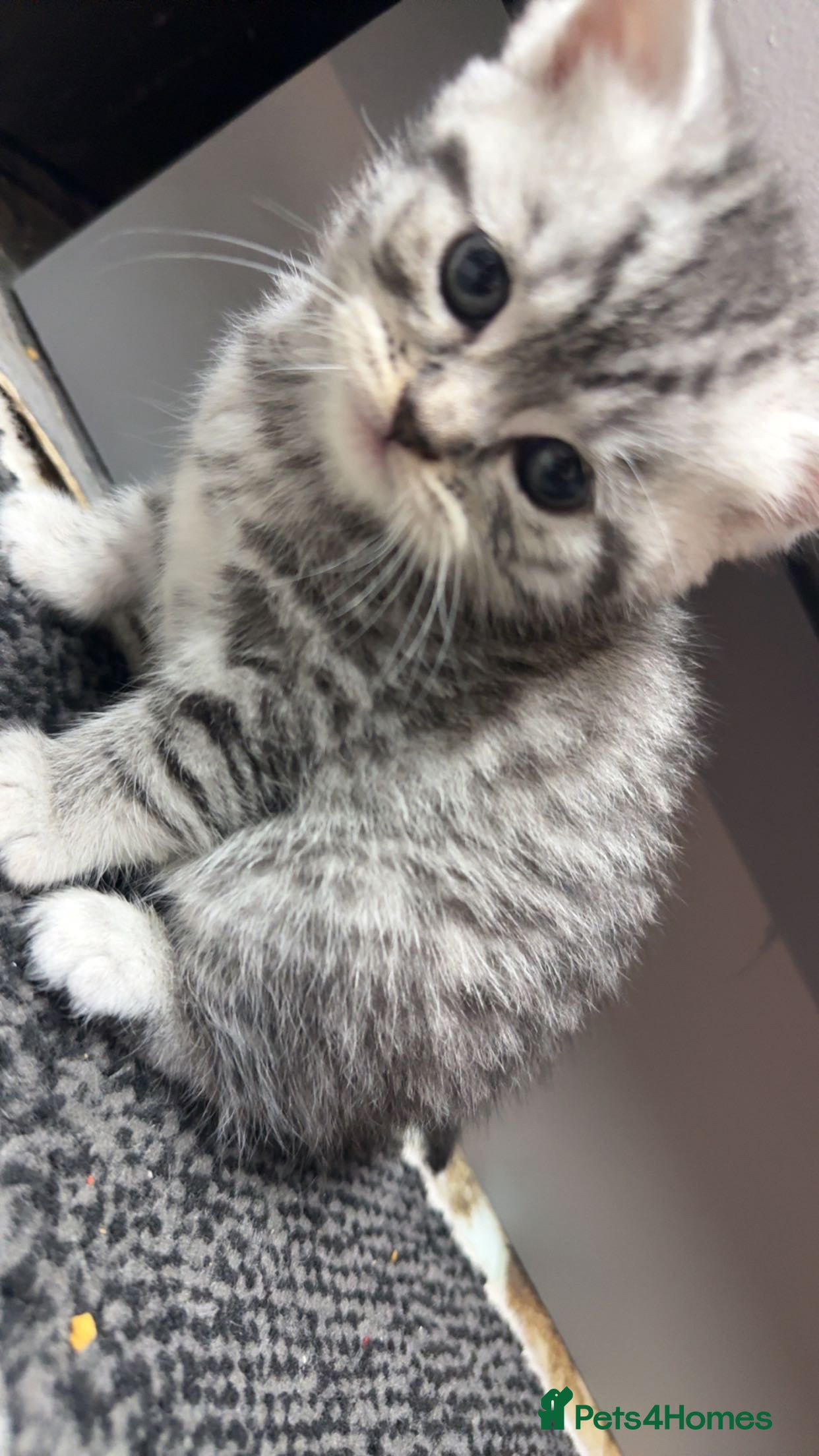 British Shorthair cats 1 beautiful tabby BSH kitten READY NOW! - Advert 2