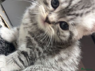 British Shorthair cats 1 beautiful tabby BSH kitten READY NOW! - Advert 1