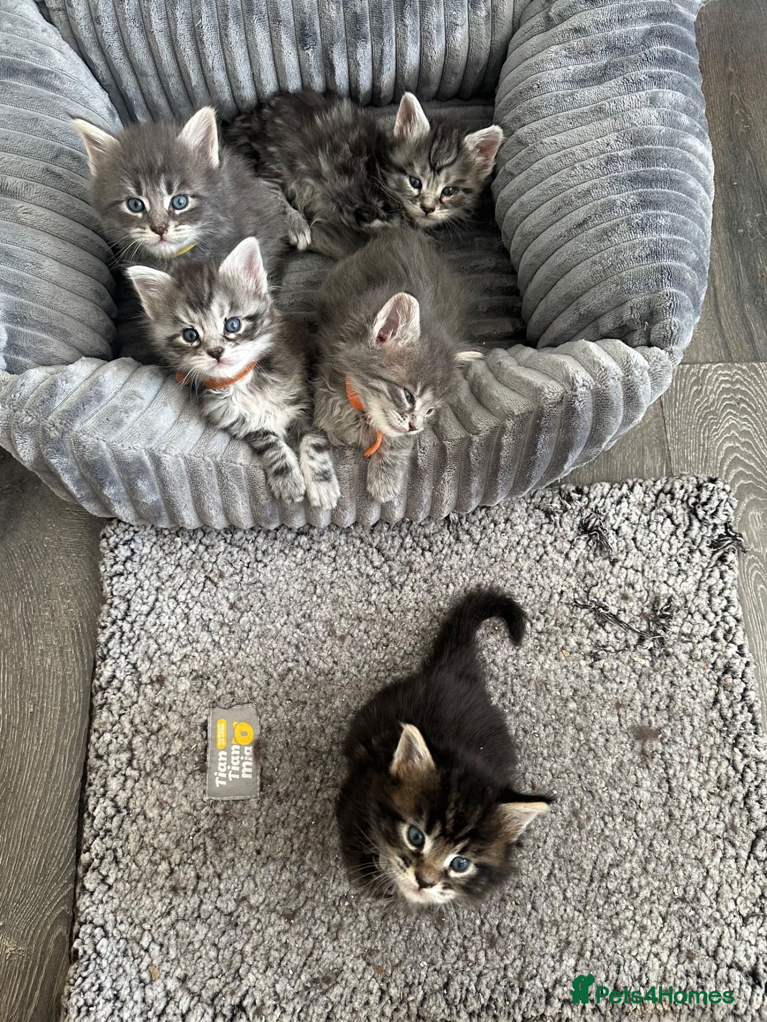 Maine Coon cats Maine Coon Kittens  - Advert 3