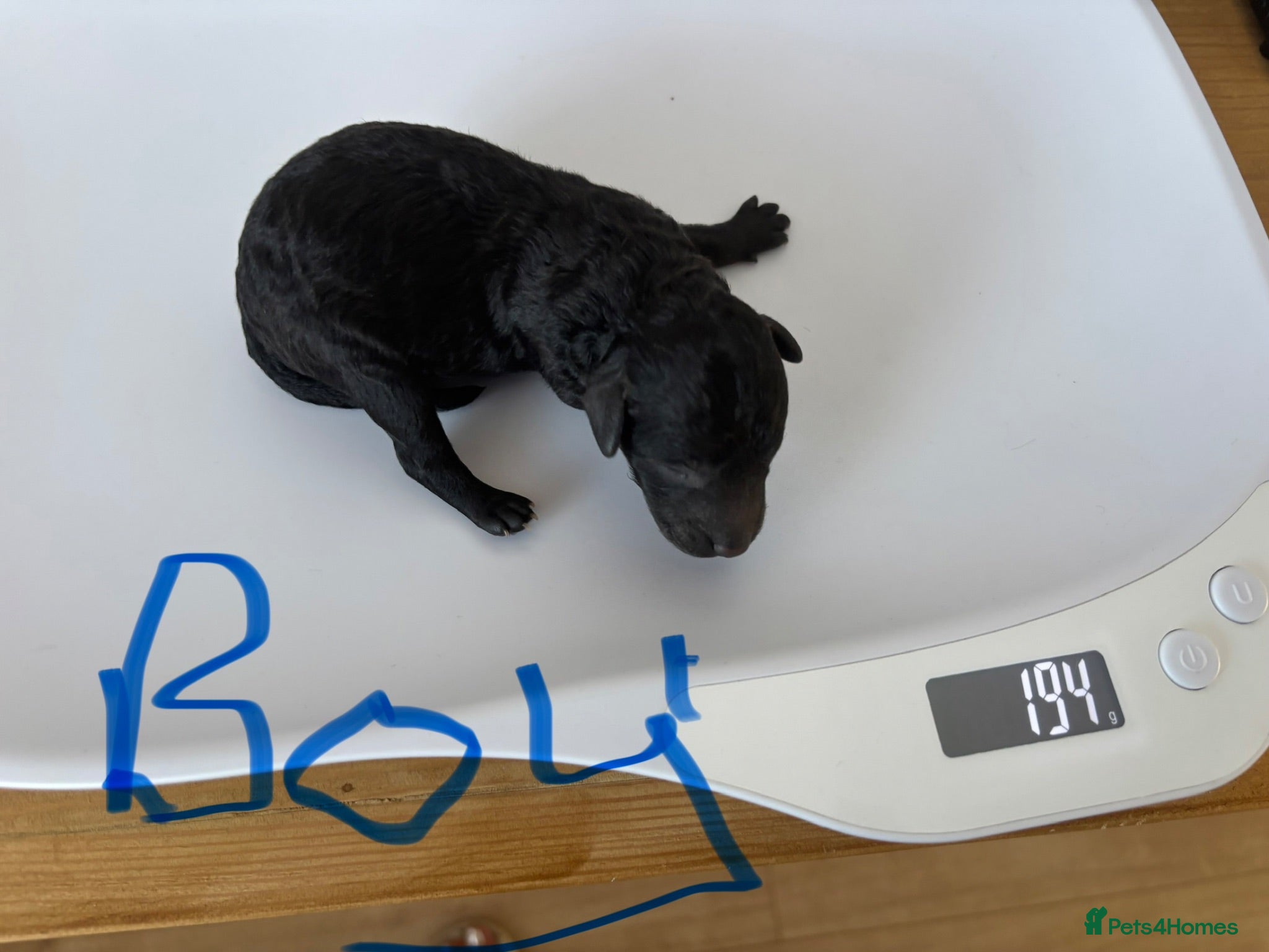 Miniature Poodle dogs Adorable kc reg miniature poodles - Advert 2