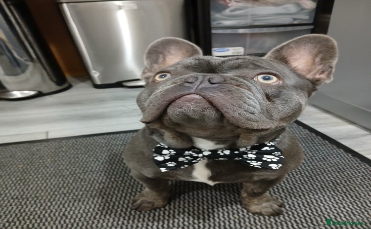 French Bulldog dogs French bulldog for stud - Advert 1