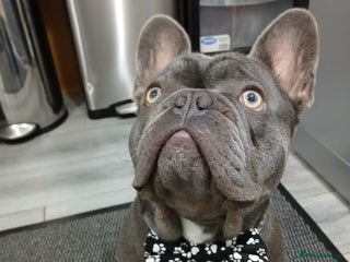 French Bulldog dogs French bulldog for stud - Advert 6