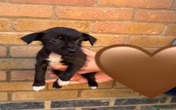 Jack Russell dogs for sale: Jack Russell Puppies - Image 7