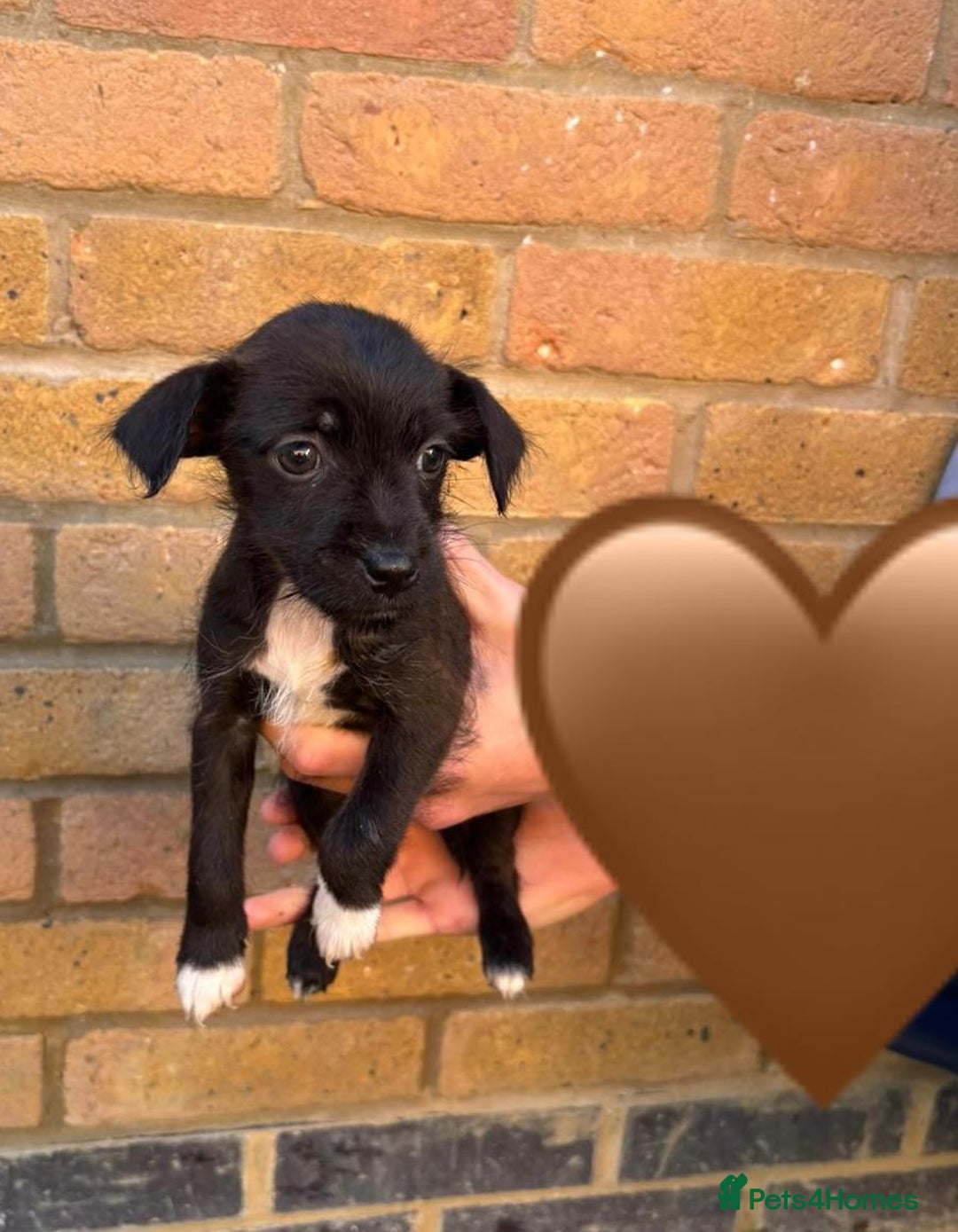 Jack Russell dogs for sale: Jack Russell Puppies - Image 7
