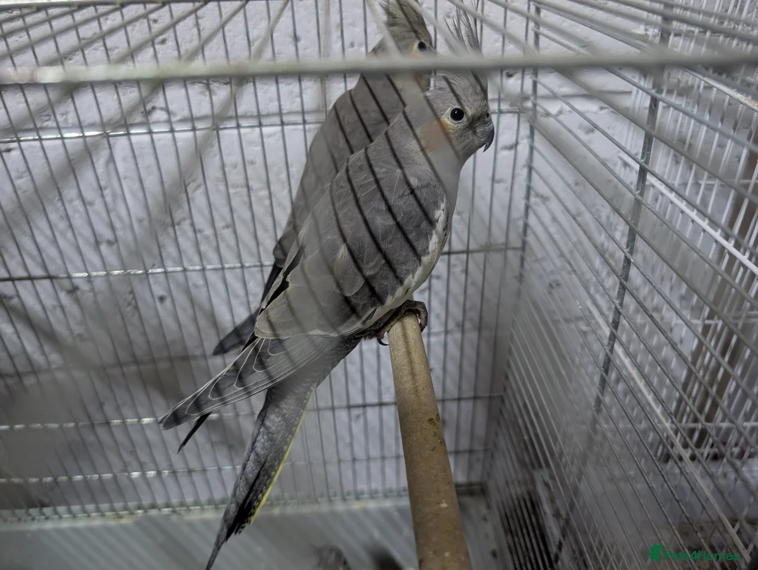 Cockatiels birds for sale:  Cockatiles  - Advert 1