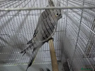 Cockatiels birds Cockatiles - Advert 6