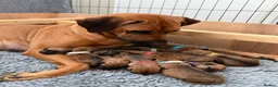 Rhodesian Ridgeback dogs for sale: Wait List Open - Safely Arrived 14th June - Advert 2