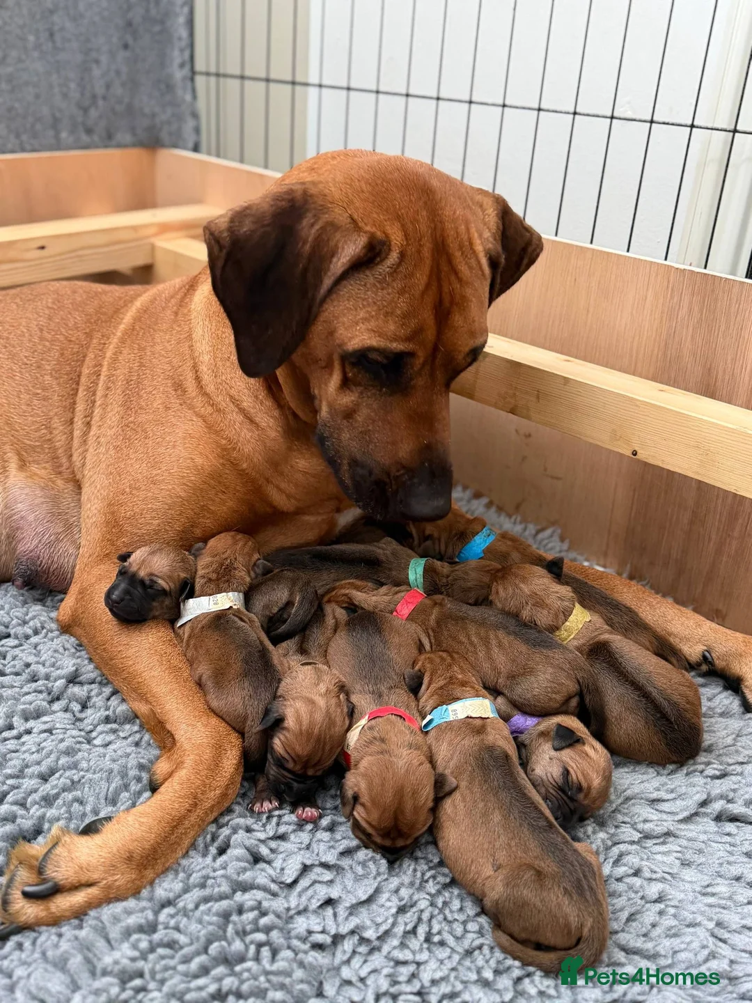 Rhodesian Ridgeback dogs for sale: Wait List Open - Safely Arrived 14th June - Advert 2