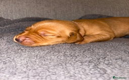 Labrador Retriever dogs for sale: Labrador Retriever Pups - Image 29