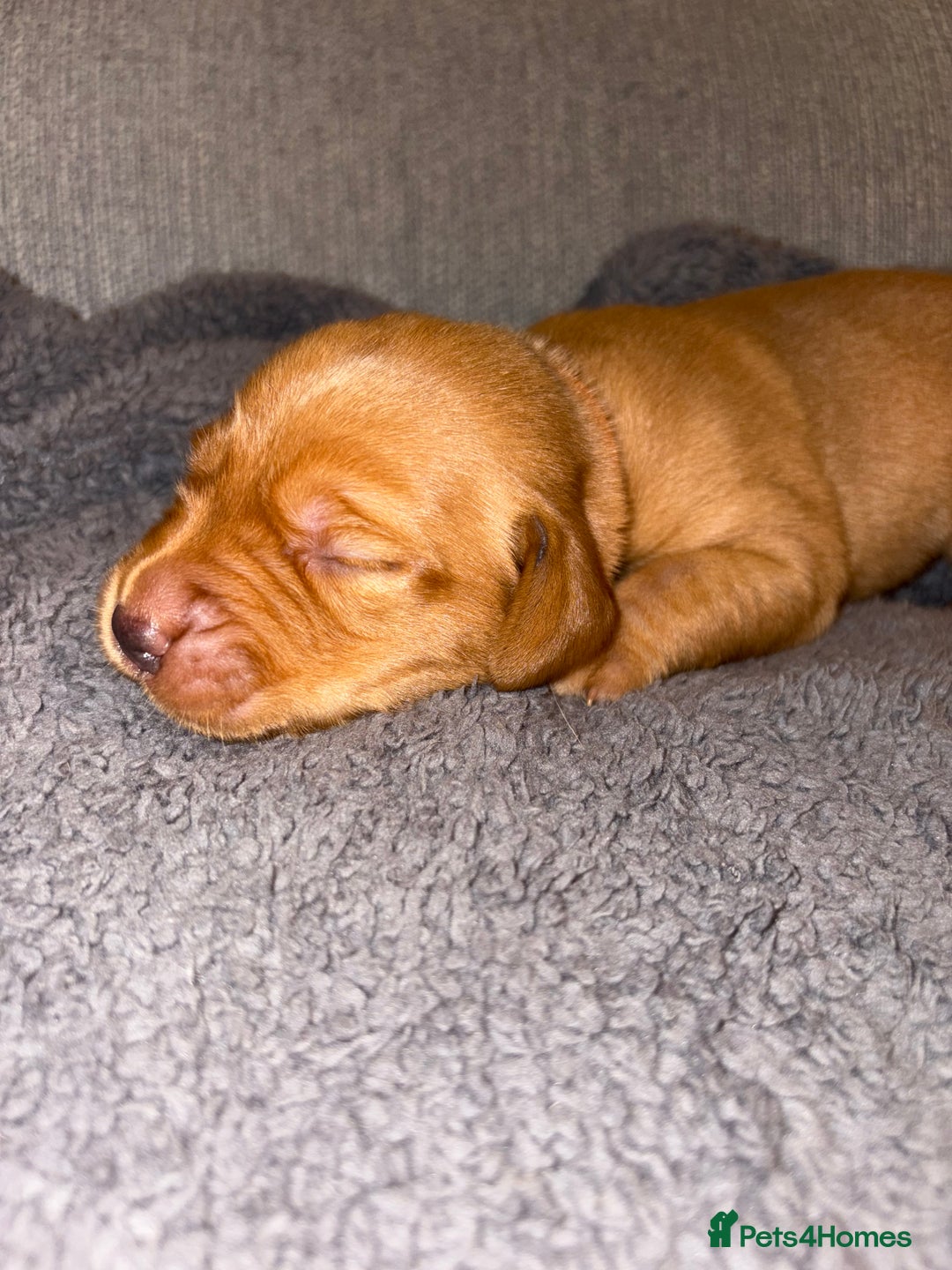 Labrador Retriever dogs for sale: Labrador Retriever Pups - Image 29