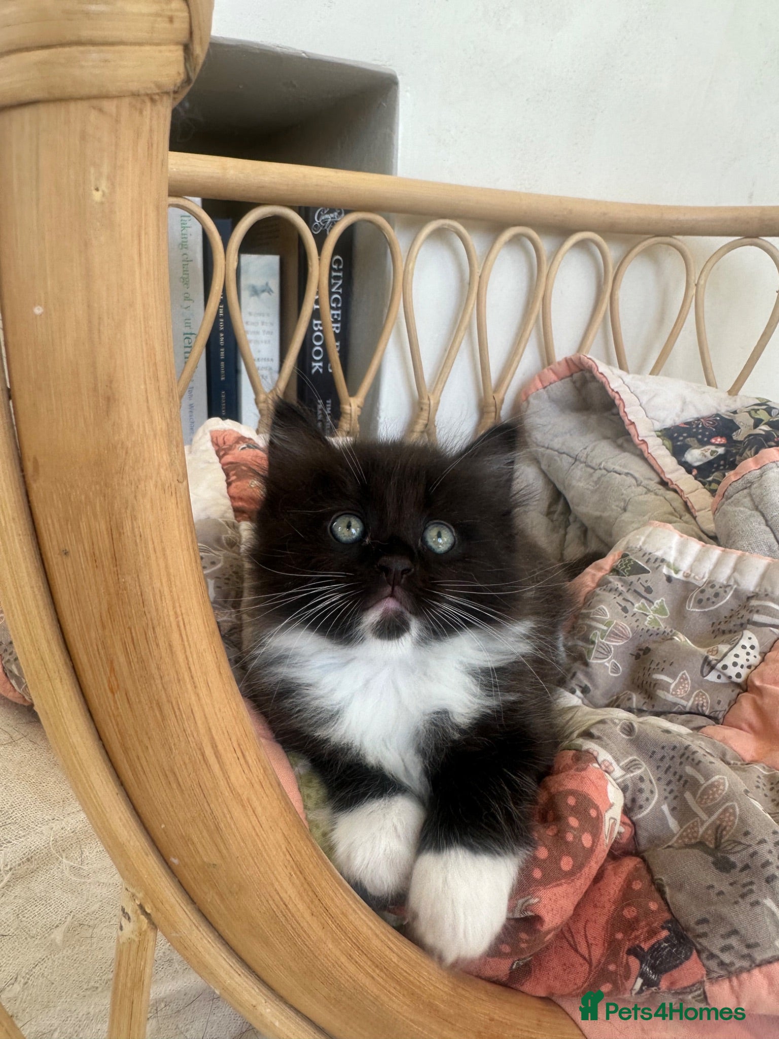 Ragdoll cats Exceptional 3/4 Ragdoll Girls Ready now! - Advert 1