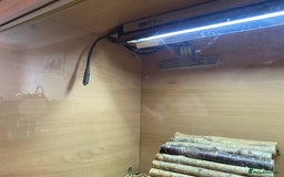 Tortoise reptiles for sale:  Horsefield Tortoise and Full Vivarium Set Up  - Image 6