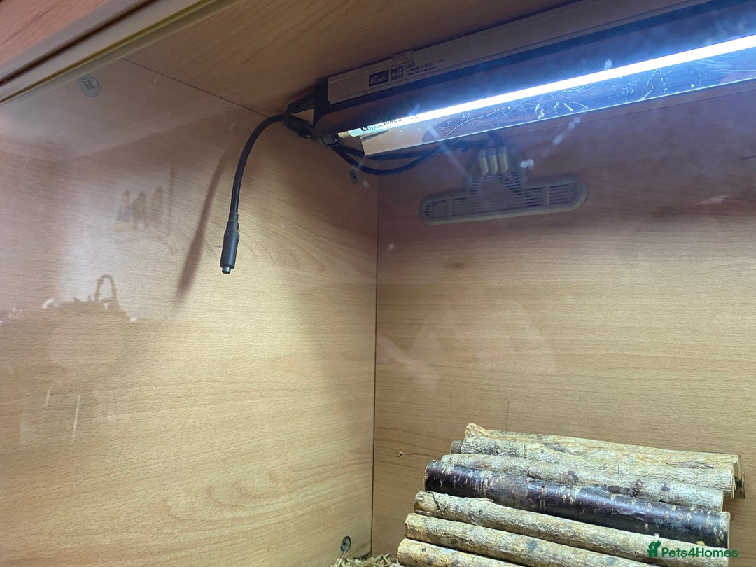 Tortoise reptiles for sale:  Horsefield Tortoise and Full Vivarium Set Up  - Image 6