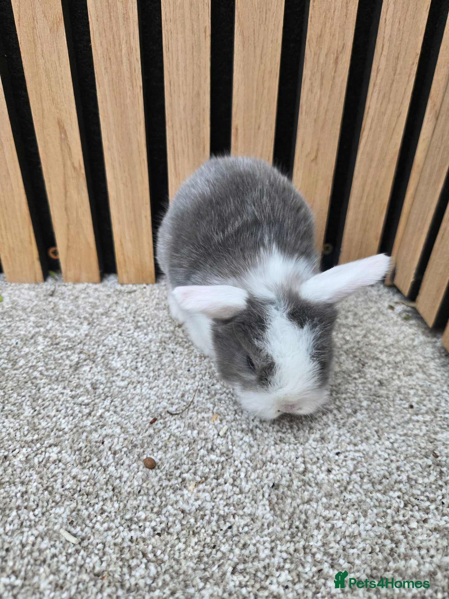 Mini Lop rabbits Stunning mini lop bunnies - Advert 19