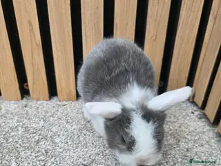 Mini Lop rabbits Stunning mini lop bunnies - Advert 19