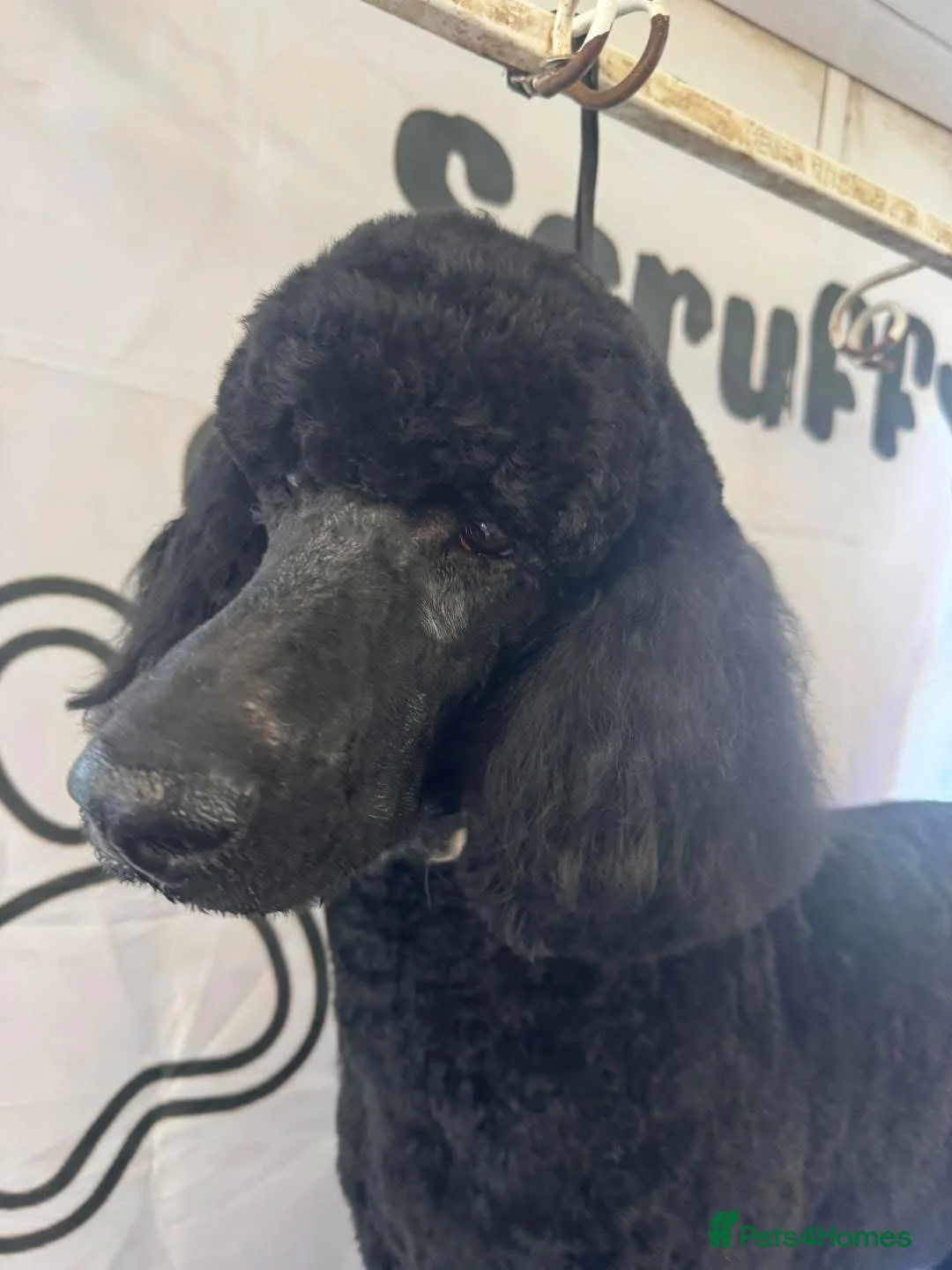 Standard Poodle dogs for stud: Standard poodle ( Stud only ) - Advert 2
