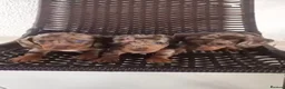 Miniature Dachshund dogs for sale: Beautiful miniature dachshund puppys in Edinburgh - Advert 2
