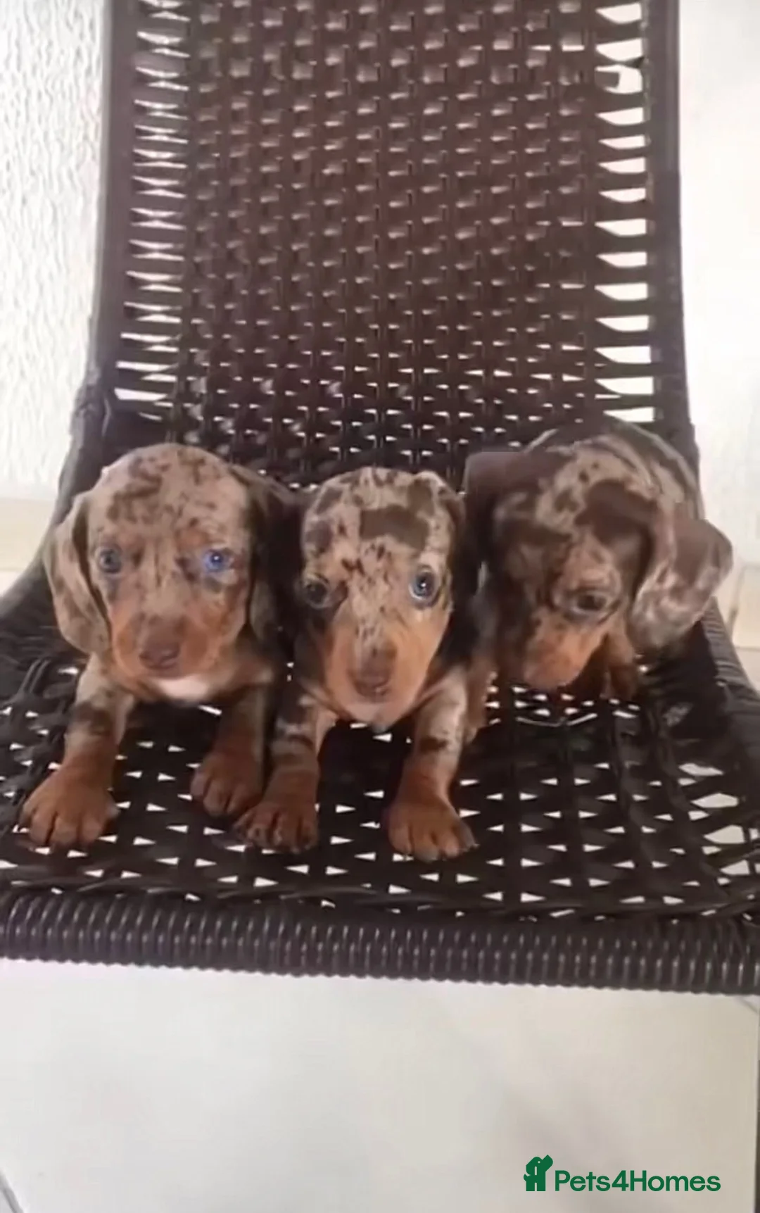 Miniature Dachshund dogs for sale: Beautiful miniature dachshund puppys in Edinburgh - Advert 2