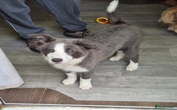 Border Collie dogs for sale: Stunning KC registered blue and white bitch  - Image 1