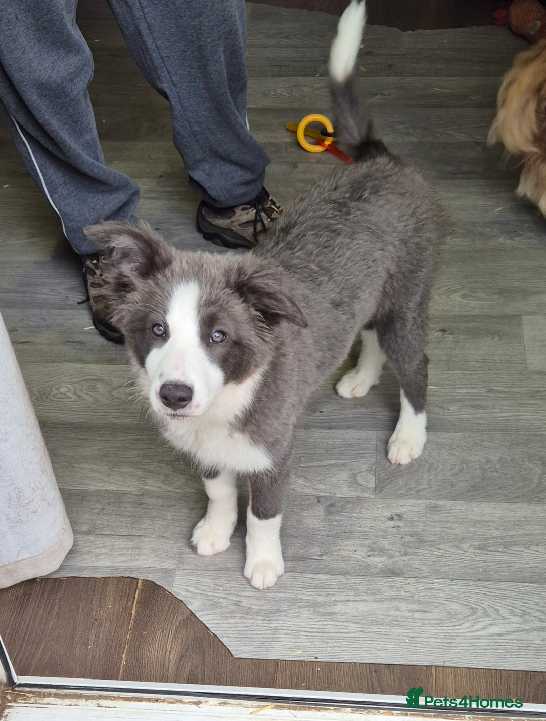 Border Collie dogs for sale: Stunning KC registered blue and white bitch  - Image 1