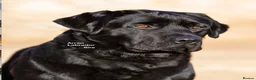 Labrador Retriever dogs for sale: Black Purebred Pedigree Show Line look Labradors - Advert 9