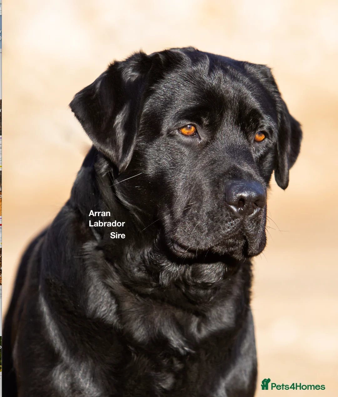 Labrador Retriever dogs for sale: Black Purebred Pedigree Show Line look Labradors - Advert 1