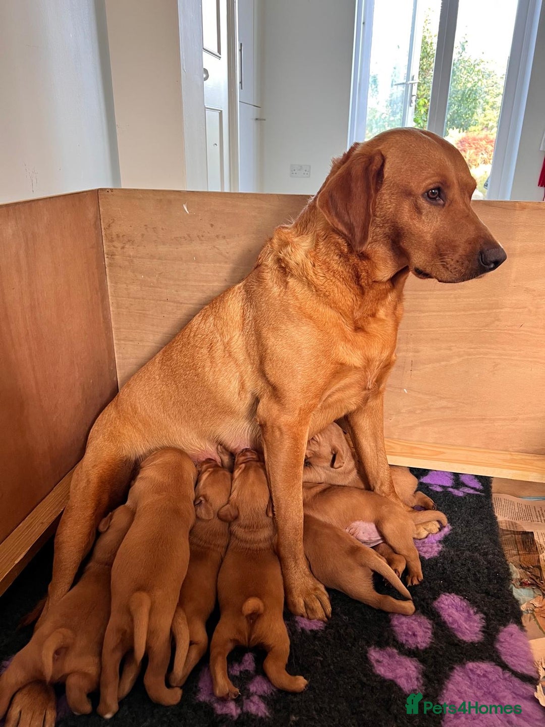 Labrador Retriever dogs for sale: Fox Red Labradors Puppies for Sale - Image 4