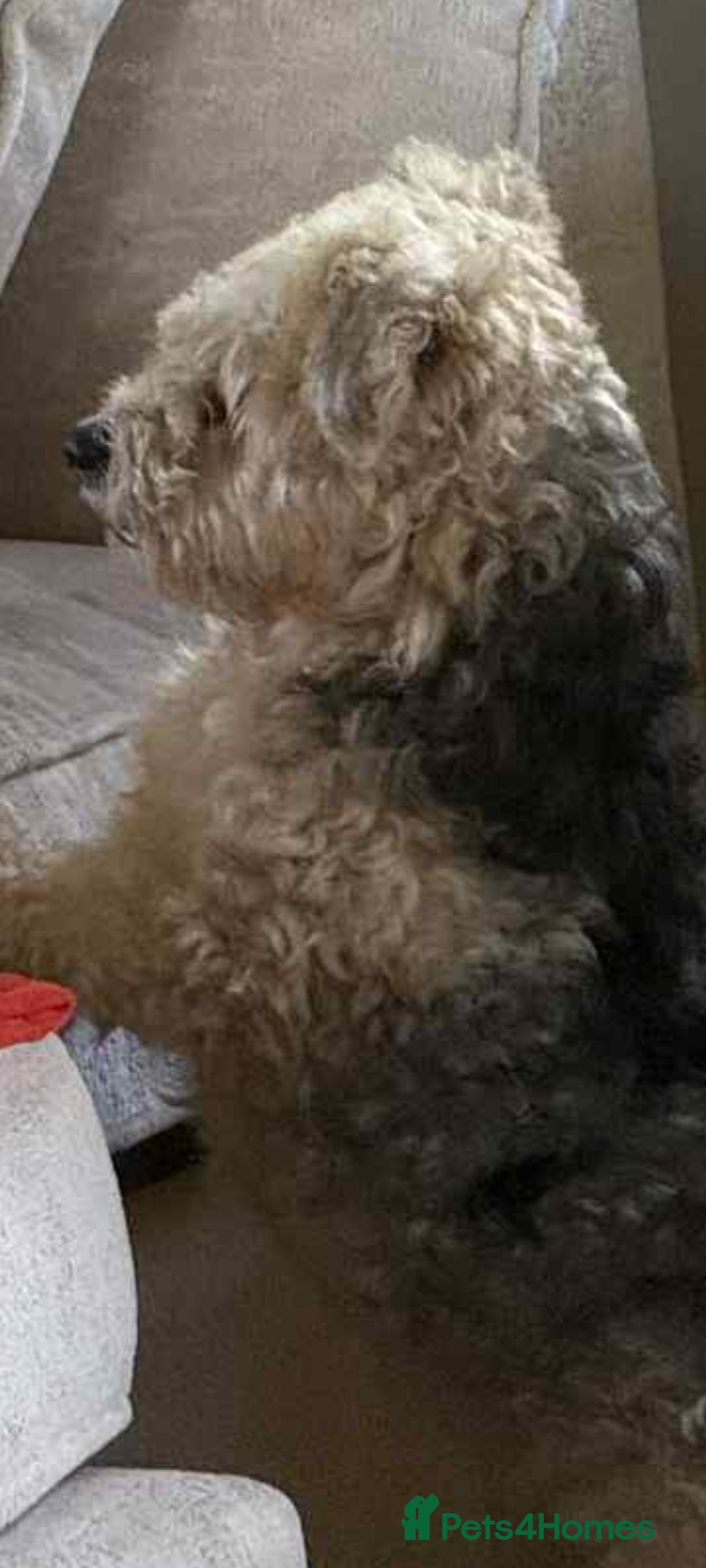 Mixed Breed dogs for adoption: Little Ted, small 5kg male - Image 3