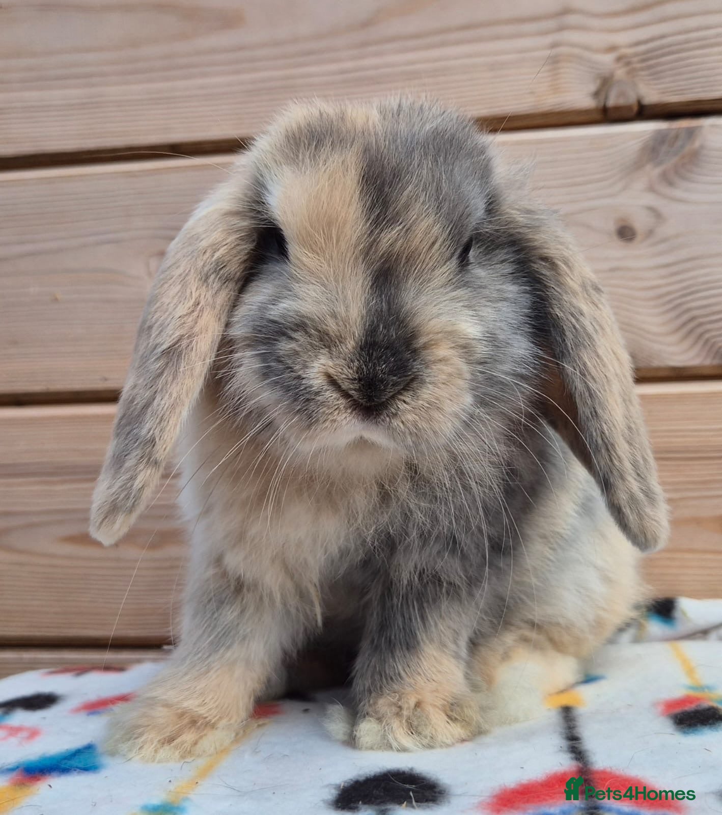 Mini Lop rabbits Mini lops  - Advert 1