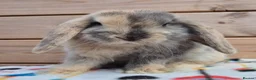 Mini Lop rabbits for sale: Mini lops  8 weeks old 31/07/26 - Advert 1