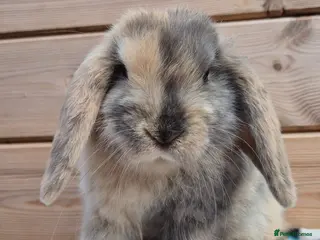Mini Lop rabbits Mini lops - Advert 1