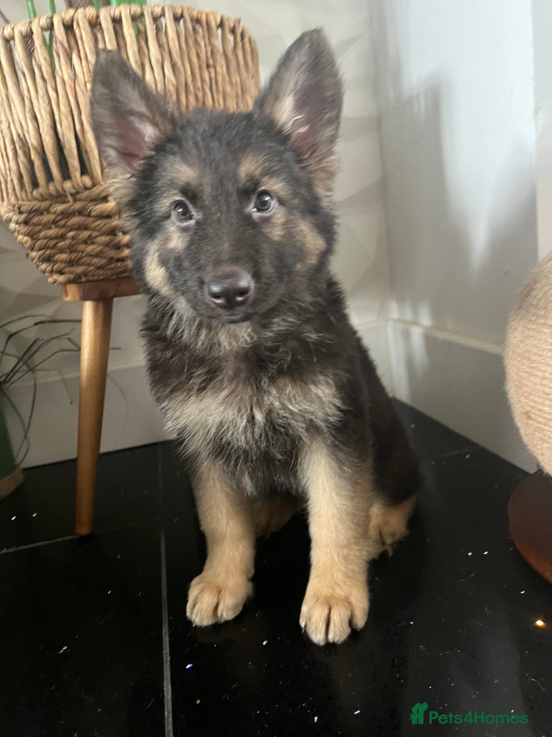 German Shepherd dogs for sale: German shepherd pups silver sable black/tan black  - Image 19
