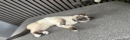 Ragdoll cats for sale: Blue pointed rag doll male 8 months old  in Smethwick - Advert 2