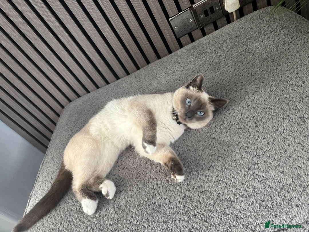 Ragdoll cats for sale: Blue pointed rag doll male 8 months old  in Smethwick - Advert 2
