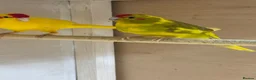 Parrots birds for sale: Proven Pair of Kakarikis  in York - Advert 5