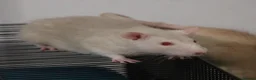 Rat rodents for sale: Young ginger rats in Croydon - Advert 7